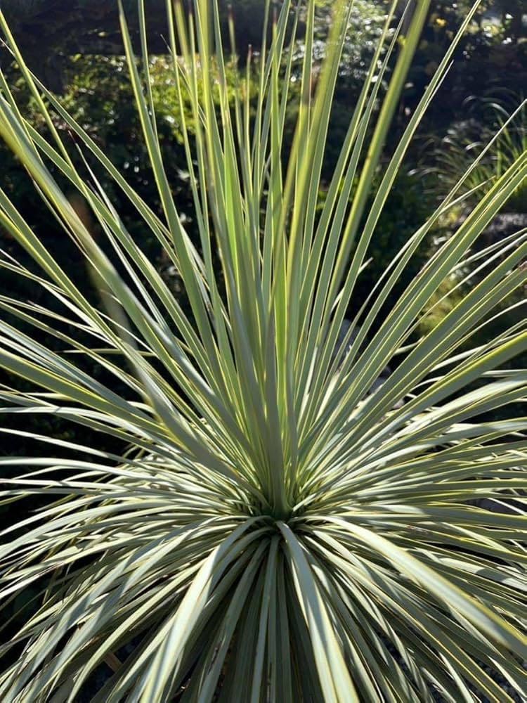 ユッカロストラータ 太株 (は) Yahoo!オークション - 花芽 厳選株 太株 ユッカ ロストラータ 発